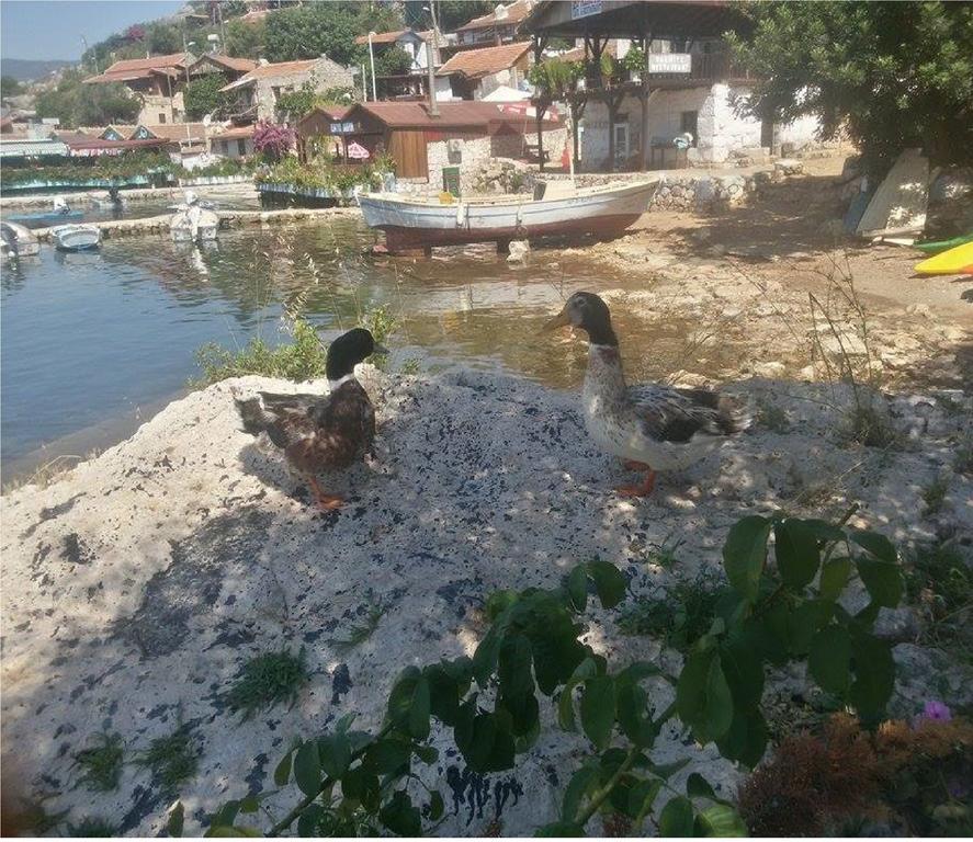 Sahil Pension Kaleucagız Exterior foto